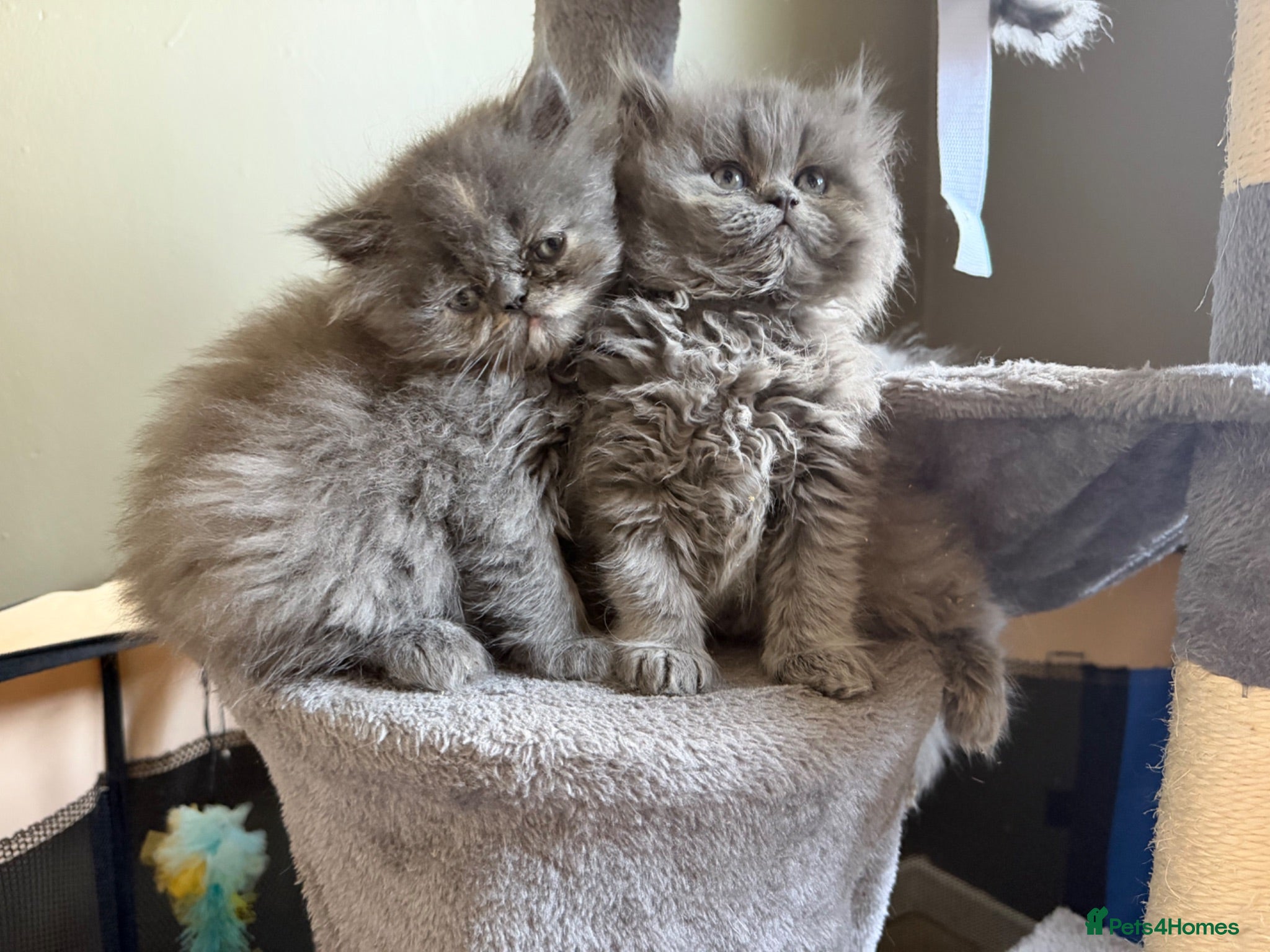 Persian cats Beautiful Persian kittens  - Advert 6