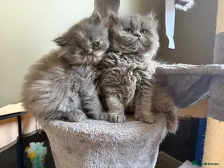 Persian cats Beautiful Persian kittens - Advert 6
