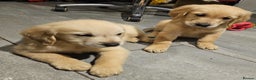 Golden Retriever dogs for sale: KC reg pedigree champion Golden Retriever pups - Advert 2