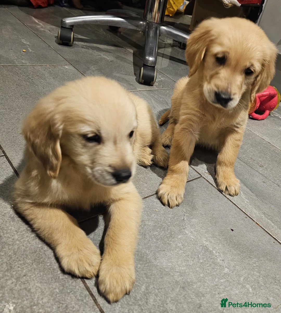 Golden Retriever dogs for sale: KC reg pedigree champion Golden Retriever pups - Advert 2