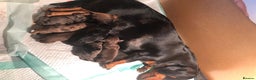 Miniature Dachshund dogs for stud: 4kg KC tiny expert STUD solid genes 100% record in Rochdale - Advert 14
