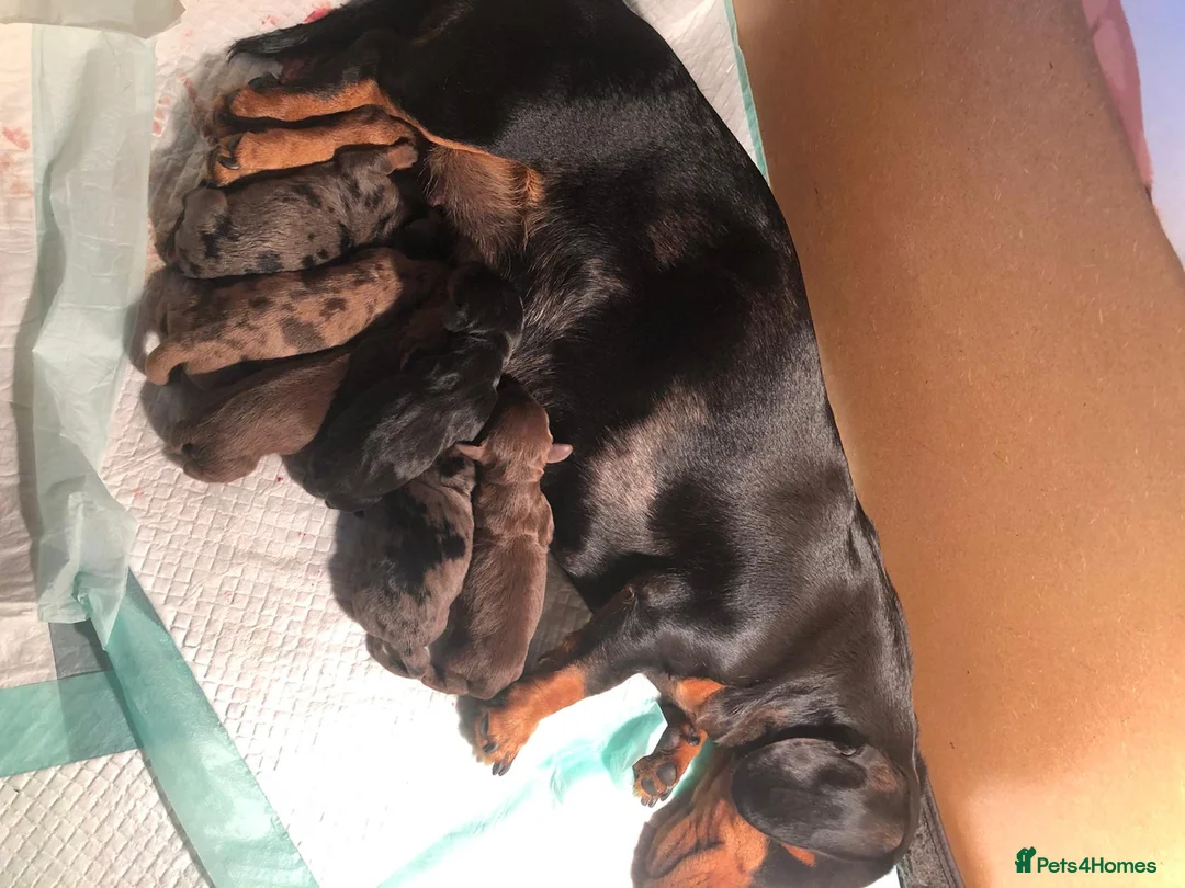 Miniature Dachshund dogs for stud: 4kg KC tiny expert STUD solid genes 100% record in Rochdale - Advert 14