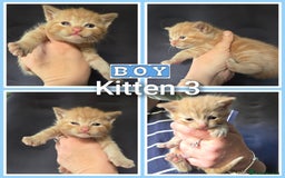 Mixed Breed cats for sale: 4 kittens looking for forever homes  - Image 4