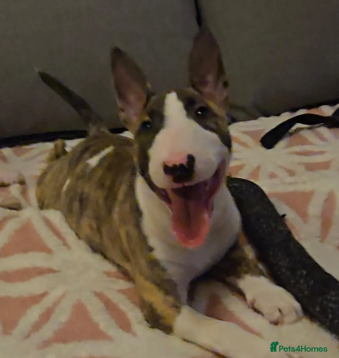 English Bull Terrier dogs for sale: Top Quality Heath checked champions lines  - Advert 2