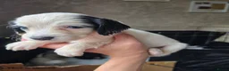 Sprocker dogs for sale: sprocker puppies - Advert 10