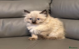 Maine Coon cats for sale: Maine coon kittens - Image 12