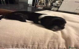 Mixed Breed dogs for sale: Stunning Merle chihuahua 2 girls ready 22nd dec - Advert 24