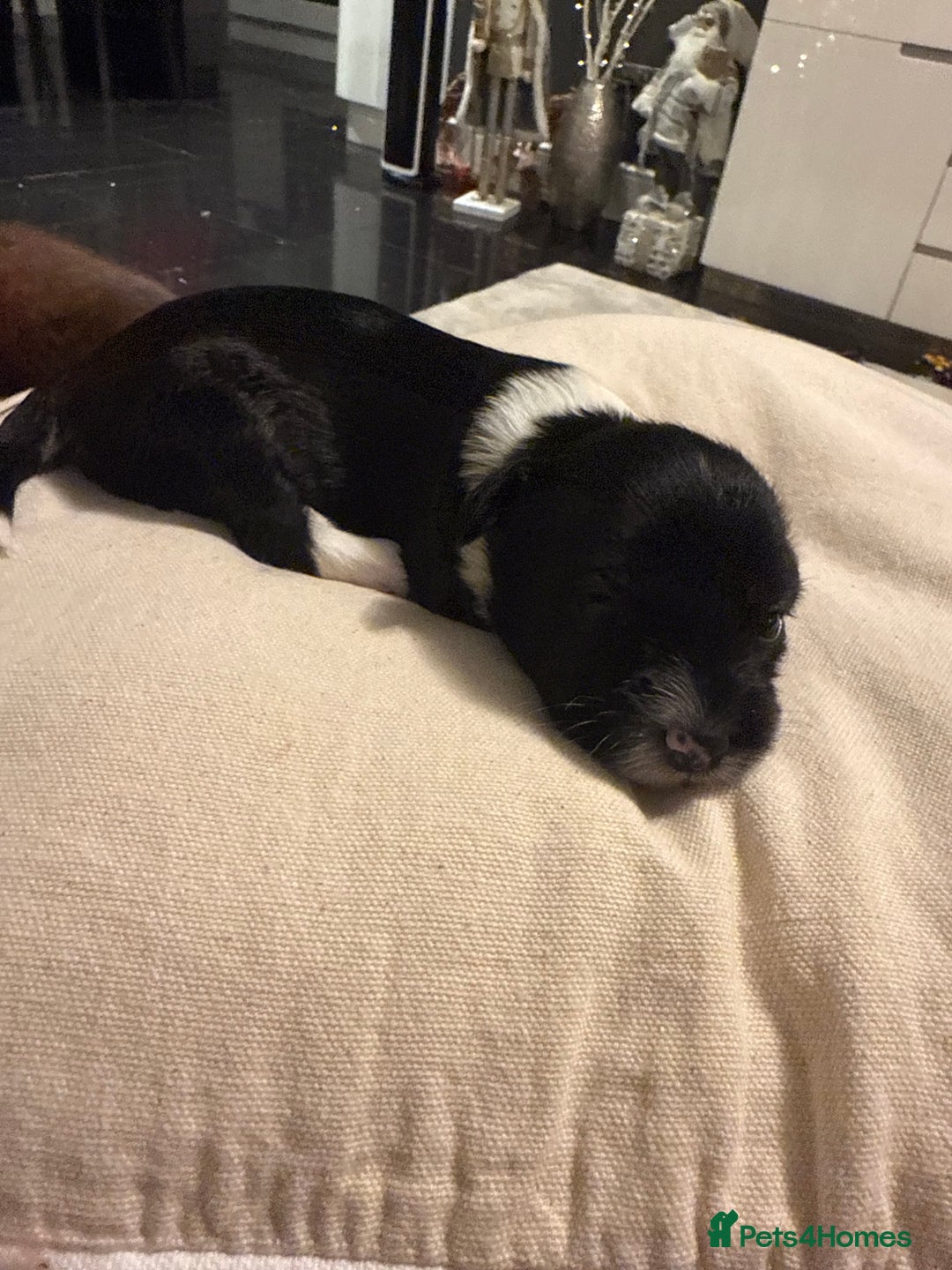 Mixed Breed dogs for sale: Stunning Merle chihuahua 2 girls ready 22nd dec - Advert 24