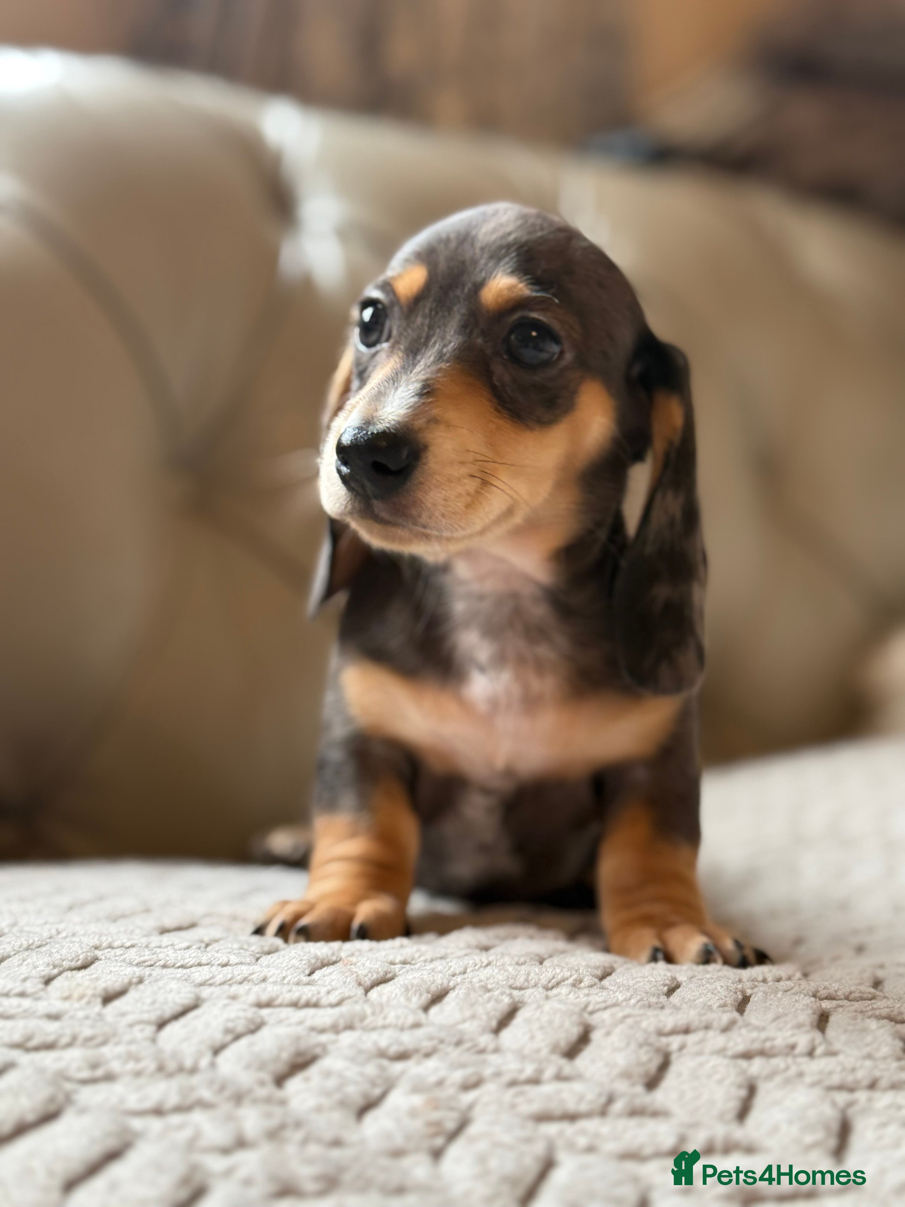 Dachshund dogs Miniature dachshunds boys and girls  - Advert 3