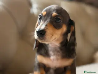 Dachshund dogs Miniature dachshunds boys and girls - Advert 3
