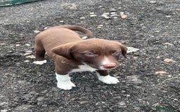 Mixed Breed dogs for sale: 3 quarter collie pups  - Image 5