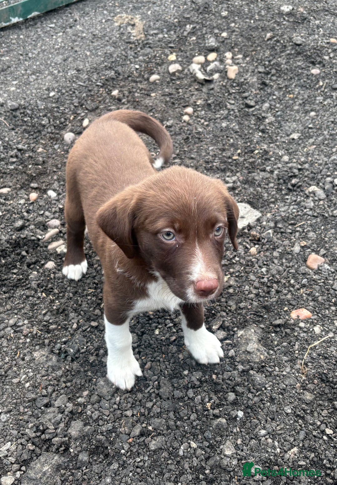 Mixed Breed dogs for sale: 3 quarter collie pups  - Image 5