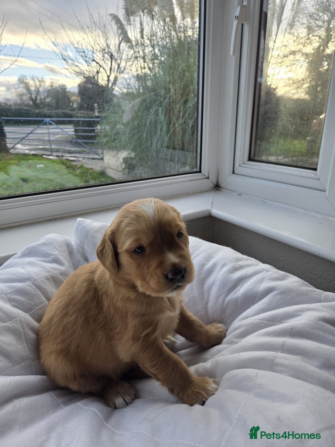 Golden Retriever dogs for sale: Licensed breeder! Genetically perfect sired pups  - Advert 9