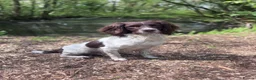 English Springer Spaniel dogs for stud: KC reg health tested working springer at stud in Rushden - Advert 2