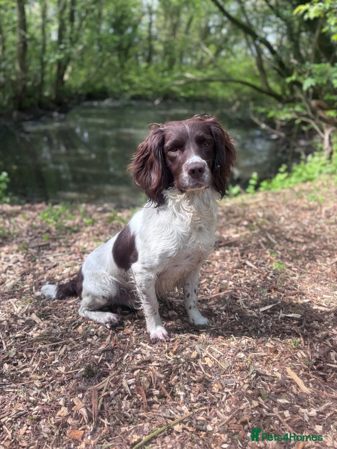 English Springer Spaniel dogs for stud: KC reg health tested working springer at stud in Rushden - Advert 2