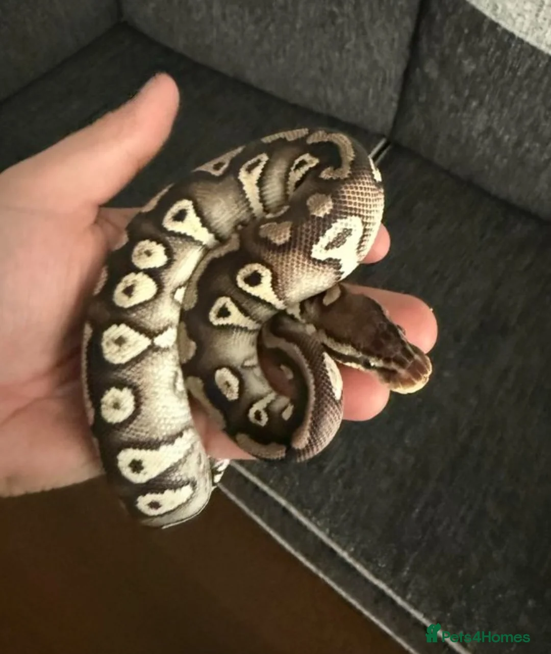 Snake reptiles for sale: Multiple reptile selling cheap - Advert 5