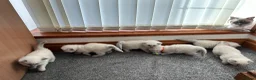 Ragdoll cats for sale: Beautiful Pure Blue Point Ragdoll  - Advert 27