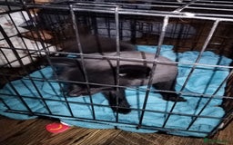 Mixed Breed dogs for sale: 4 puppies left  - Image 4