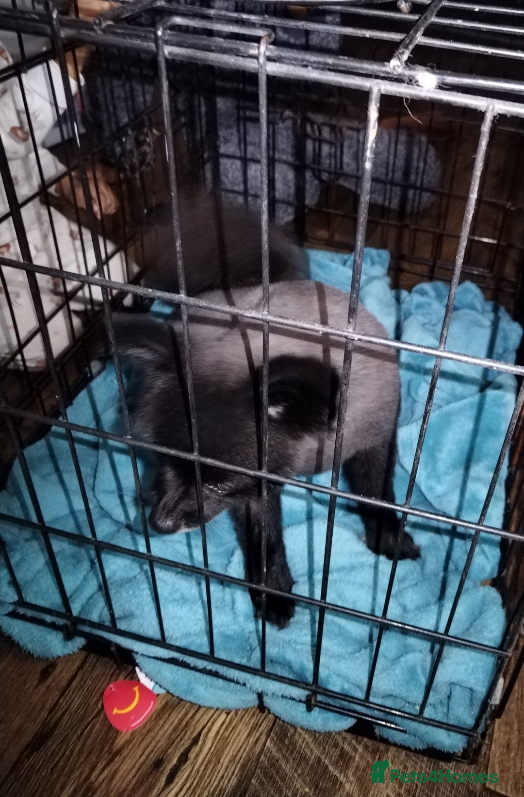 Mixed Breed dogs for sale: 4 puppies left  - Image 4