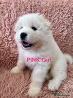 Samoyed dogs Samoyed puppies - gorgeous white bundle of joy! - Advert 2