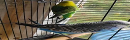 Budgerigars birds for sale: Pair of Bonded Adult Budgies  in Grantham - Advert 3