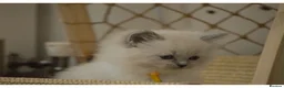 Ragdoll cats for sale: Blue Ragdoll Kittens parents health tested  - Advert 11