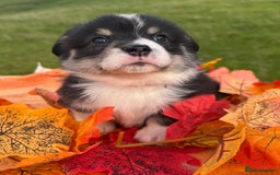 Welsh Corgi Pembroke dogs for sale: Champion Show quality stunning Corgi Puppies - Image 20