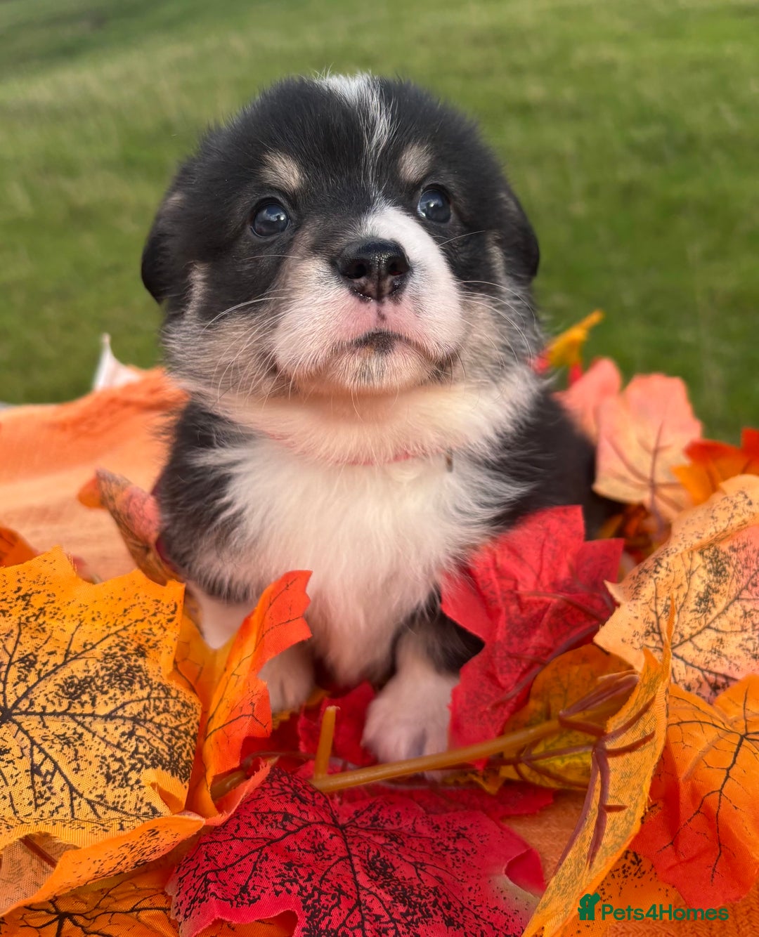 Welsh Corgi Pembroke dogs for sale: Champion Show quality stunning Corgi Puppies - Image 20