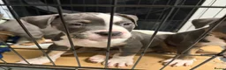 Mixed Breed dogs for sale: Mastiff x Staffy x American Bulldog - Advert 2