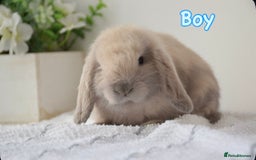 Mini Lop rabbits for sale: Beautiful pure mini lop bunnies  - Image 15