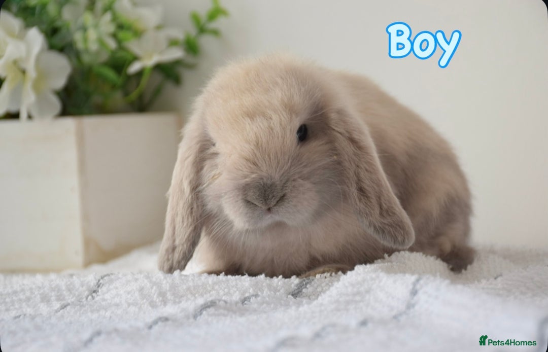 Mini Lop rabbits for sale: Beautiful pure mini lop bunnies  - Image 15