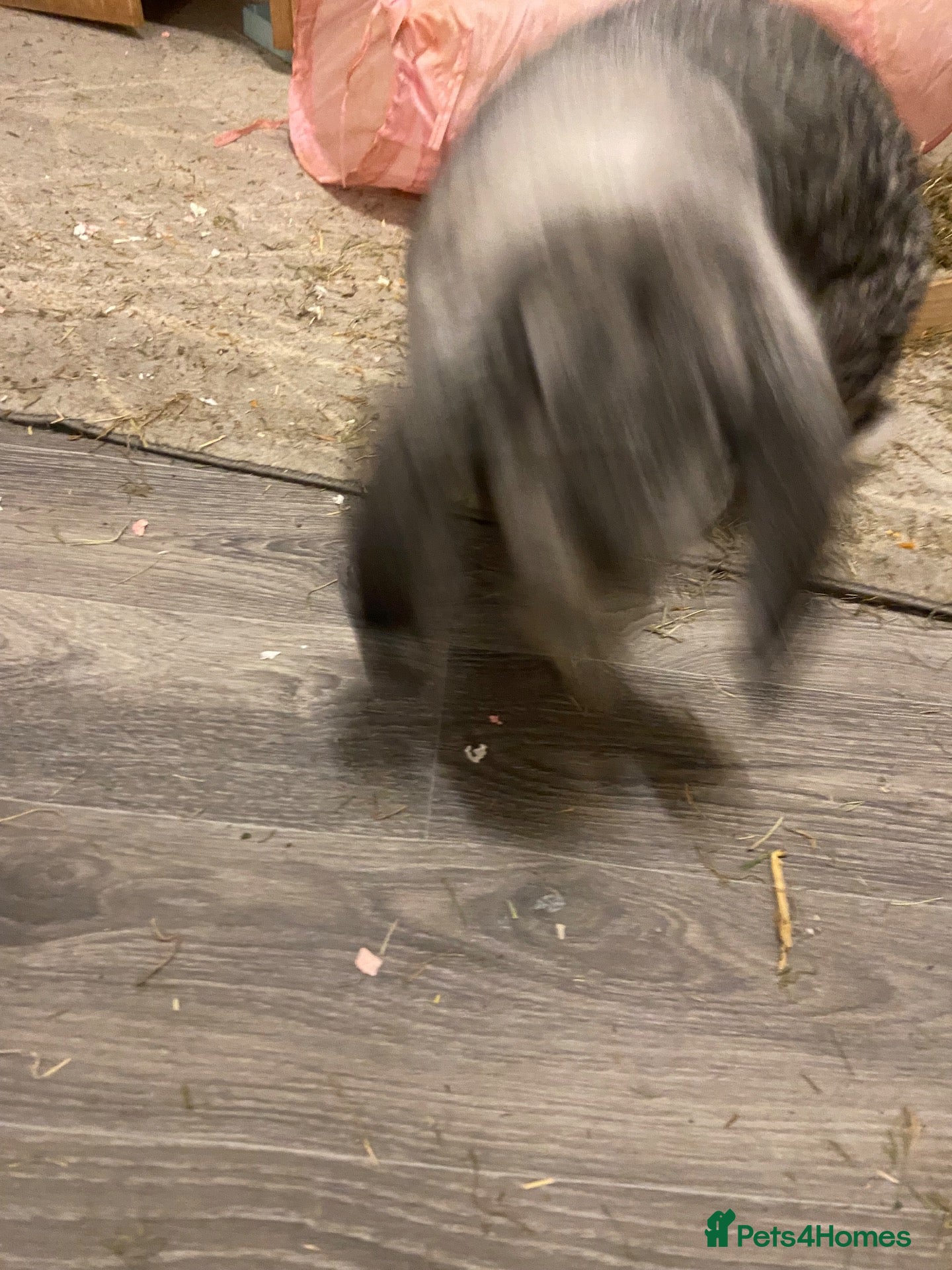 French Lop rabbits Coco  - Advert 1