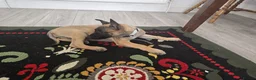 Belgian Shepherd Dog dogs for sale: 5 Belgian Shepherd Malinois Puppies - Advert 5