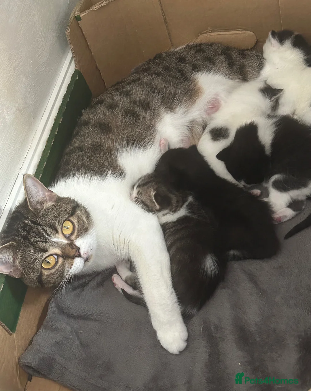 Mixed Breed cats for sale: Cheeky kittens - Advert 1