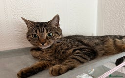 Mixed Breed cats for sale: Nala seeks forever loving home - Image 1