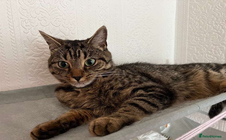 Mixed Breed cats - Advert 1