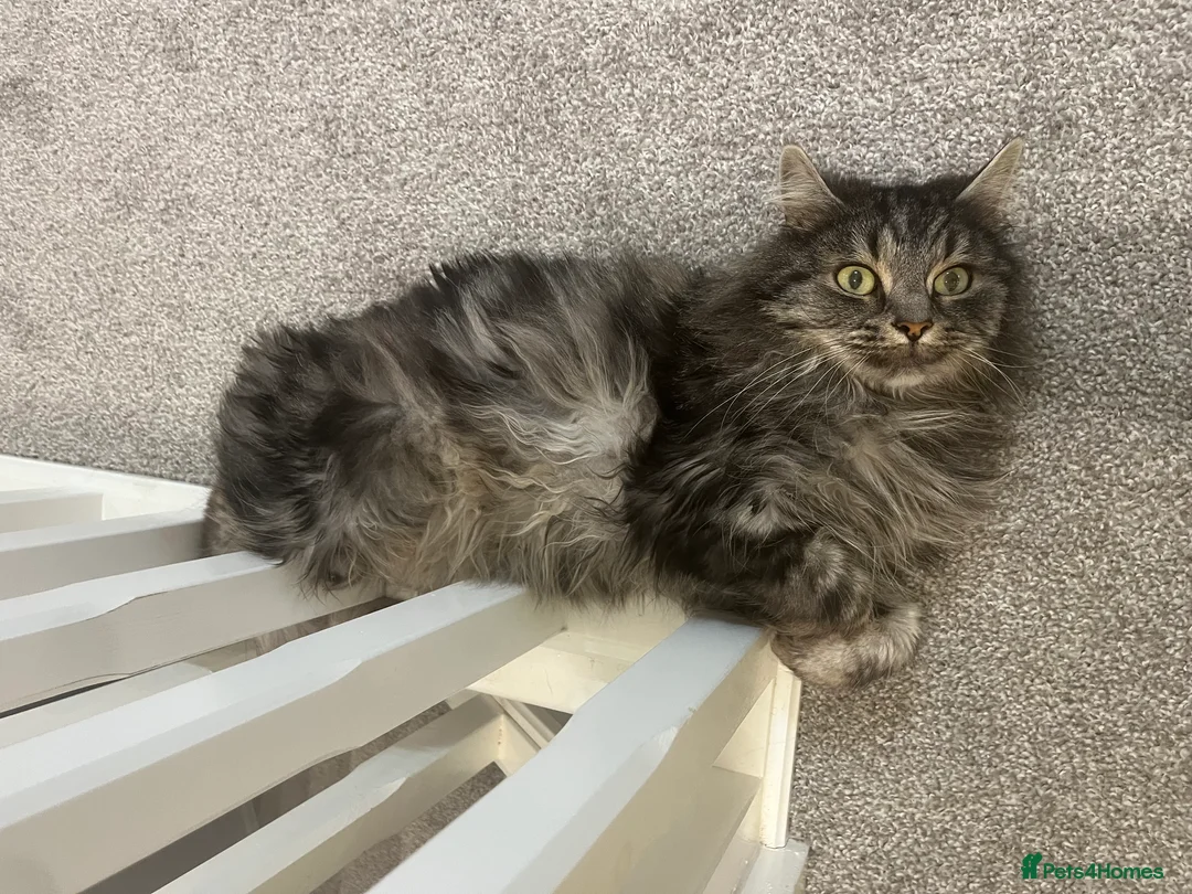 British Longhair cats for sale: Male Long haired mixed breed  - Advert 4