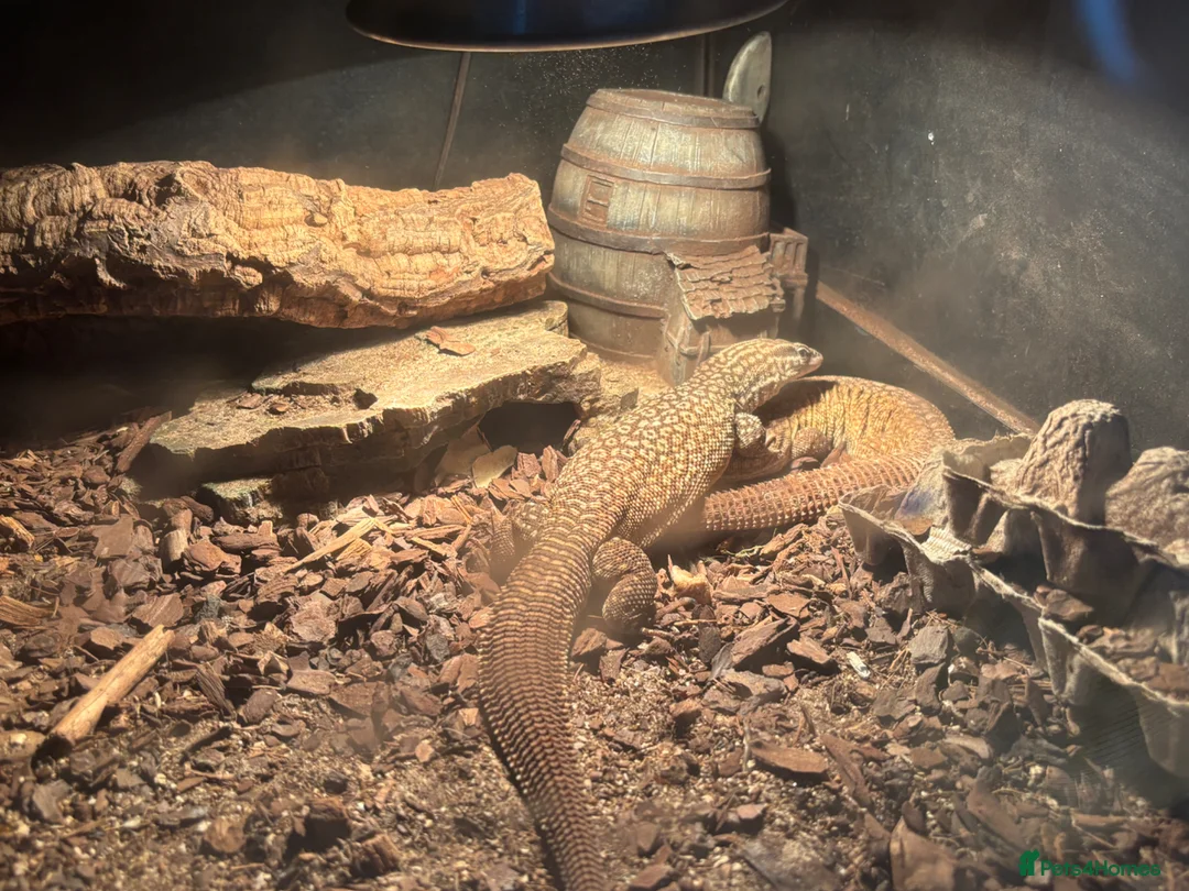 Monitor reptiles for sale: 2 adult ackie monitors for sale with setup  in Dagenham - Advert 1