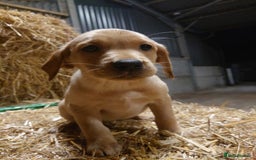 Labrador Retriever dogs for sale: KC Registered Fox Red & Yellow Labradors - Image 14