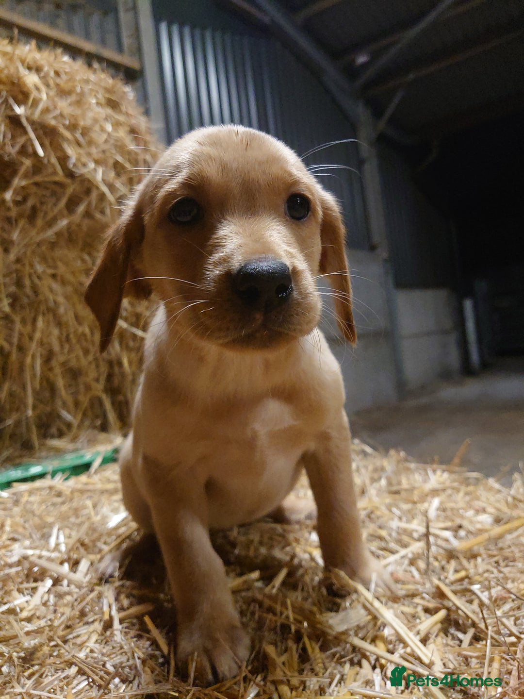 Labrador Retriever dogs for sale: KC Registered Fox Red & Yellow Labradors - Image 14