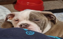 Olde English Bulldogge dogs for sale: CARTEL BLOODLINE OLDE ENGLISH PUPPIES!!  - Image 27