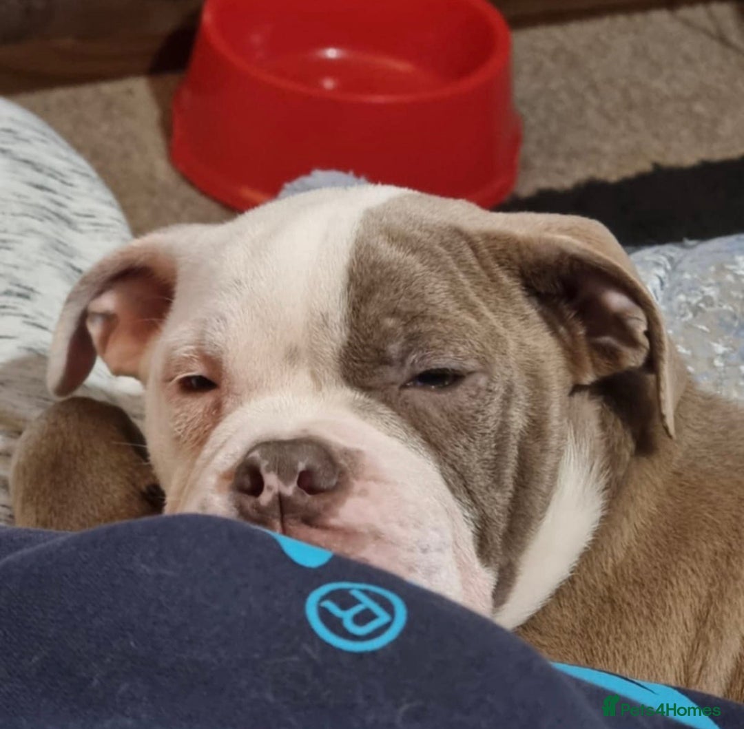 Olde English Bulldogge dogs for sale: CARTEL BLOODLINE OLDE ENGLISH PUPPIES!!  - Image 27