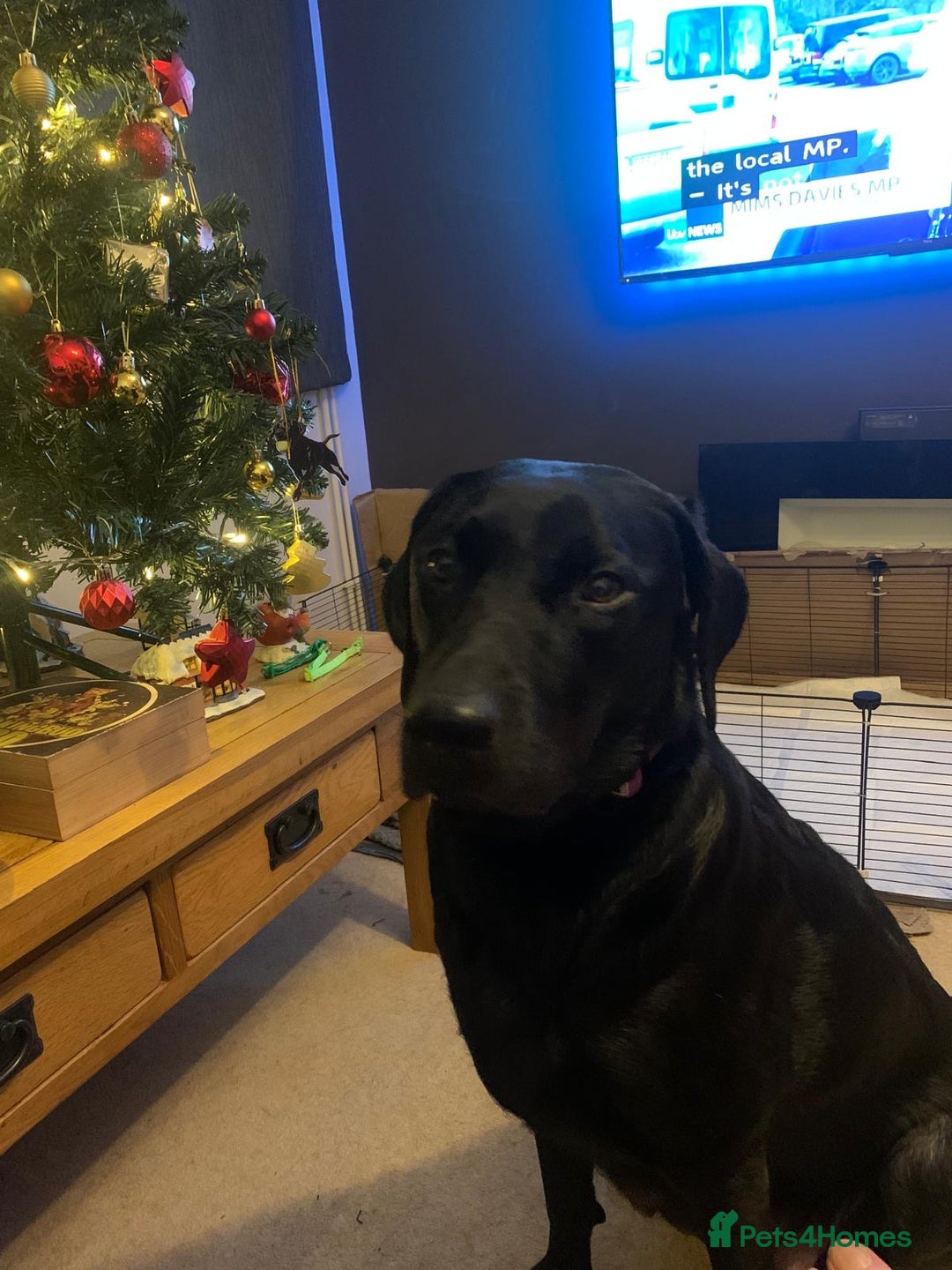 Labrador Retriever dogs for sale: Beautiful Labrador puppies  - Advert 2