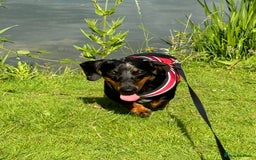 Miniature Dachshund dogs for sale: Longhair Minature dachshund  in Peterborough - Image 4
