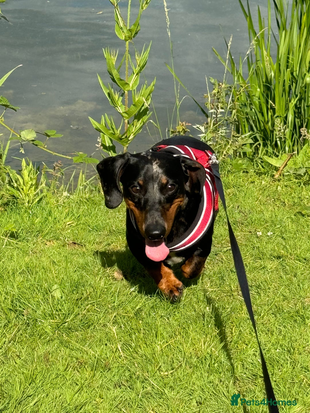 Miniature Dachshund dogs for sale: Longhair Minature dachshund  in Peterborough - Image 4