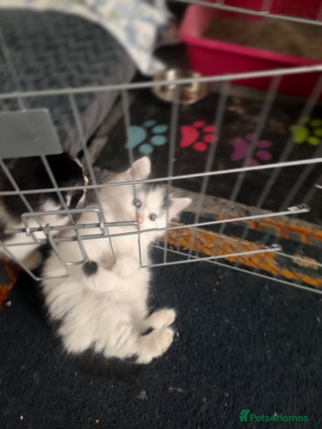 British Longhair cats for sale: Kittens for sale - Image 13