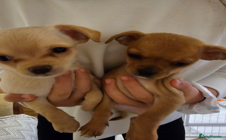 Chihuahua dogs - Advert 10