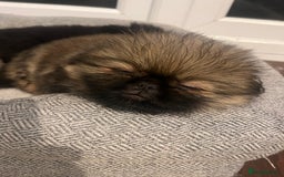 Mixed Breed dogs for sale: Pekingese / Pomeranian puppies for sale - REDUCED  in Leicester - Image 21