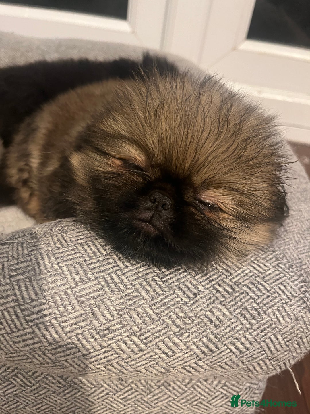 Mixed Breed dogs for sale: Pekingese / Pomeranian puppies for sale - REDUCED  in Leicester - Image 21