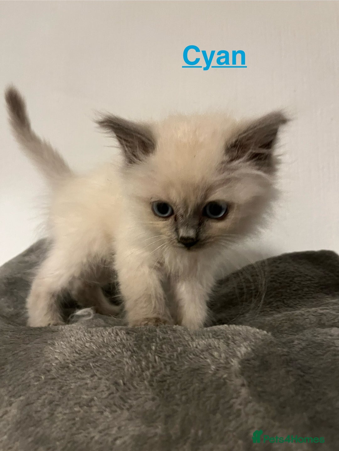 Ragdoll cats for sale: 5 Gorgeous TICA Ragdoll Kittens - Image 25